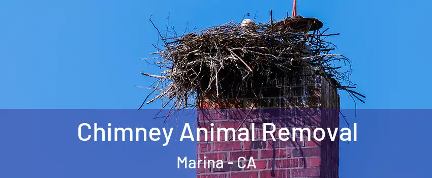  Chimney Animal Removal Marina - CA