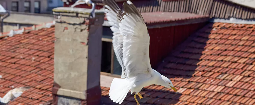 Residential Chimney Animal Removal Solution in Marina, CA
