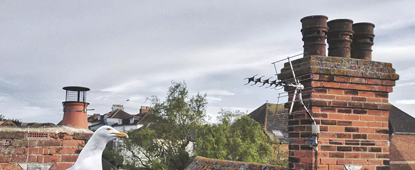 Chimney Cleaning And Restoration in Marina, California